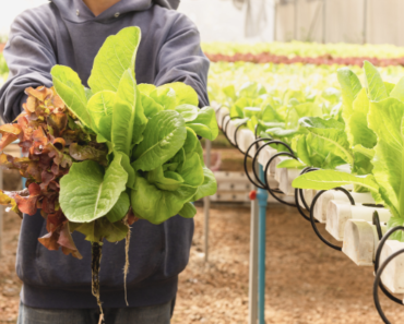 Tips on Growing Lettuce